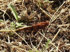 Oedipoda caerulescens