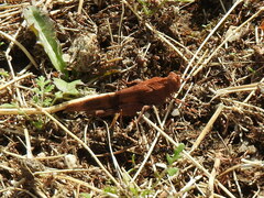 Oedipoda caerulescens