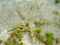 Archaster typicus