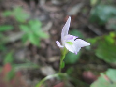 Triphora trianthophoros