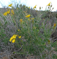 Osteospermum grandiflorum