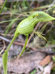 Pterostylis unicornis