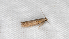 Scrobipalpa aptatella