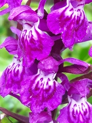 Dactylorhiza lapponica