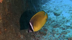Chaetodon auripes