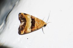 Pseudozarba bipartita