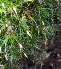 Dicranoloma menziesii