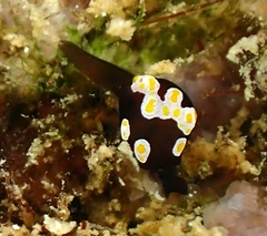 Colpodaspis thompsoni