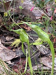 Pterostylis unicornis