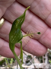 Pterostylis unicornis