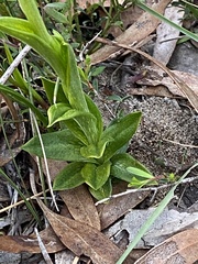 Pterostylis unicornis