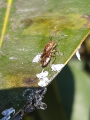 Hemiptera