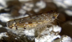 Osbornellus