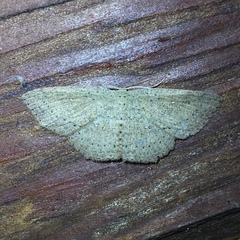 Cyclophora myrtaria