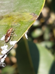Hemiptera