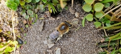 Colletes succinctus