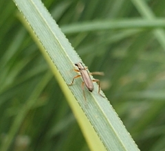 Lemidia subaenea