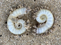 Spirula spirula