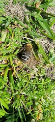 Colletes succinctus