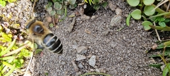 Colletes succinctus