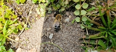 Colletes succinctus