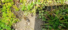 Colletes succinctus