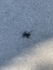 Coelocnemis dilaticollis