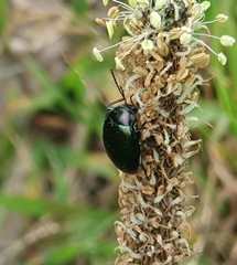 Chalcopteroides