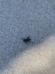 Coelocnemis dilaticollis