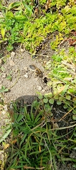 Colletes succinctus