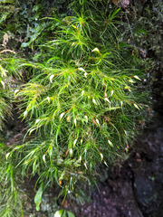 Dicranoloma menziesii