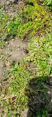 Colletes succinctus