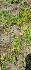 Colletes succinctus