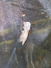 Polyphagozerra coffeae