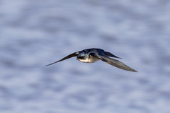 Hirundo dimidiata