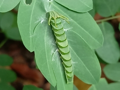 Polyura hebe