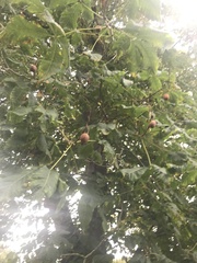 Aesculus × carnea