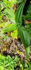 Colletes succinctus