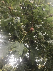 Aesculus × carnea