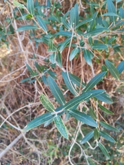 Phillyrea angustifolia