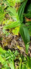 Colletes succinctus
