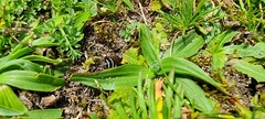 Colletes succinctus