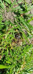 Colletes succinctus