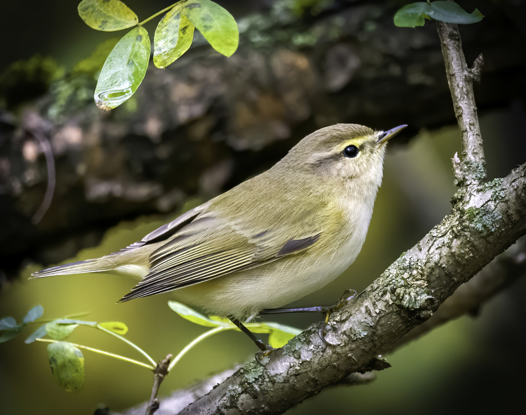 Common Chiffchaff (Phylloscopus collybita) · iNaturalist Australia