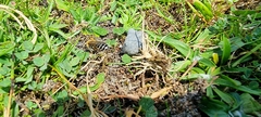 Colletes succinctus