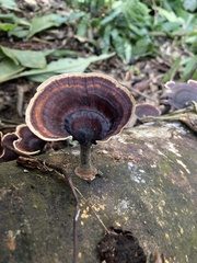 Microporus