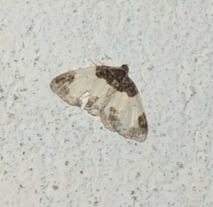 Mesoleuca albicillata