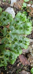 Marchantia polymorpha ruderalis