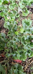 Marchantia polymorpha ruderalis