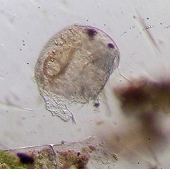 Chydorus